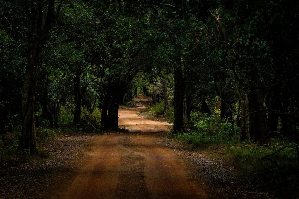 Wilpattu National Park road