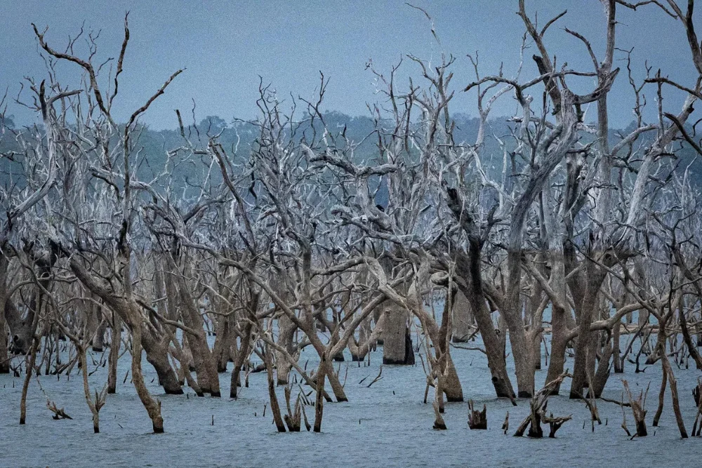  Dead trees in a man made dam in Yala Block 5