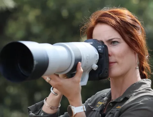 Canon RF 200-800mm Lens Review