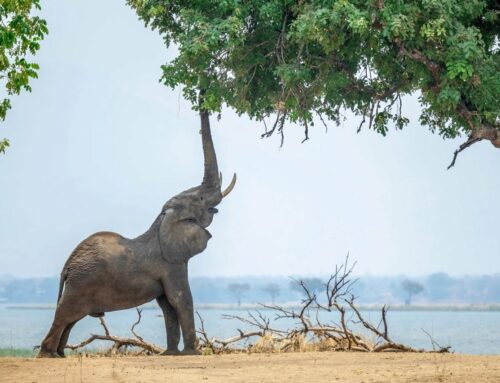 Mana Pools National Park