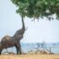 mana pools photo safari zimbabwe