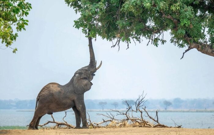 mana pools photo safari zimbabwe