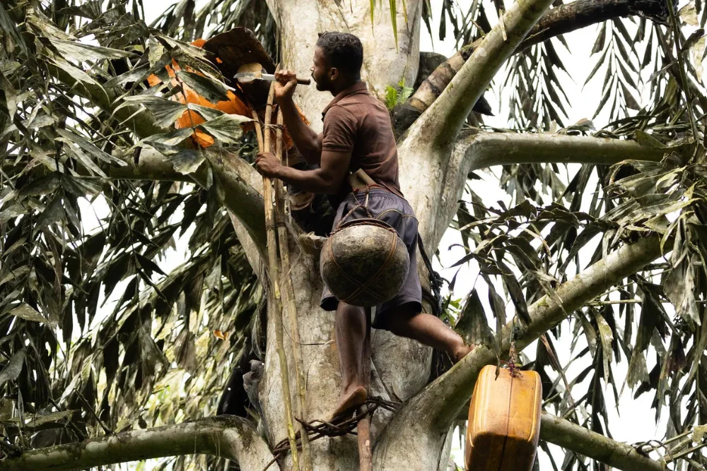 palm honey sri lanka Man collecting Palm Sap in Sri Lanka
