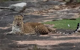 sri lanka photo safari yala leopard