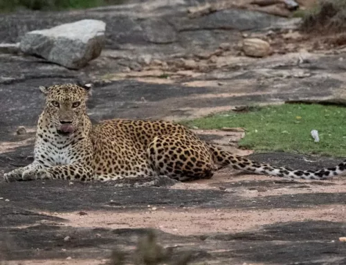 Toby’s Sri Lankan Safari