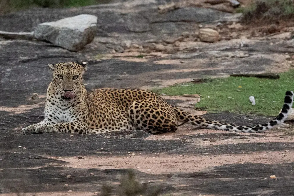 The delta region is well known for it's dense leopard population