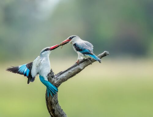 5 Migratory Birds to Photograph in The Chobe