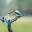 woodland kingfisher birds to photograph in chobe botswana
