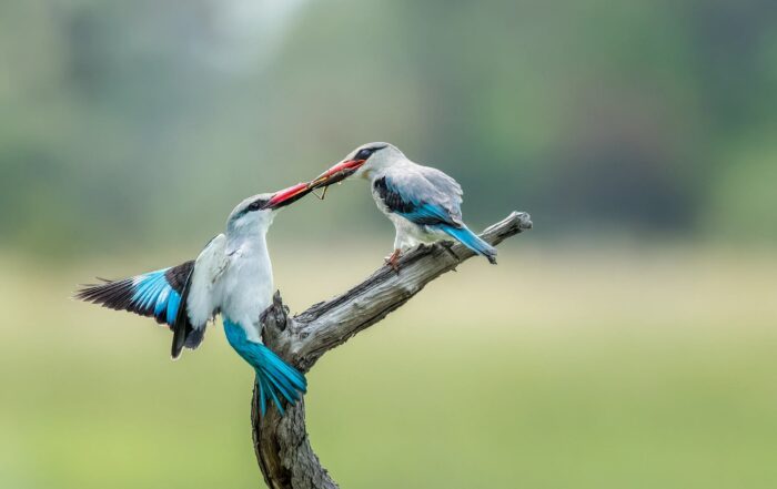woodland kingfisher birds to photograph in chobe botswana