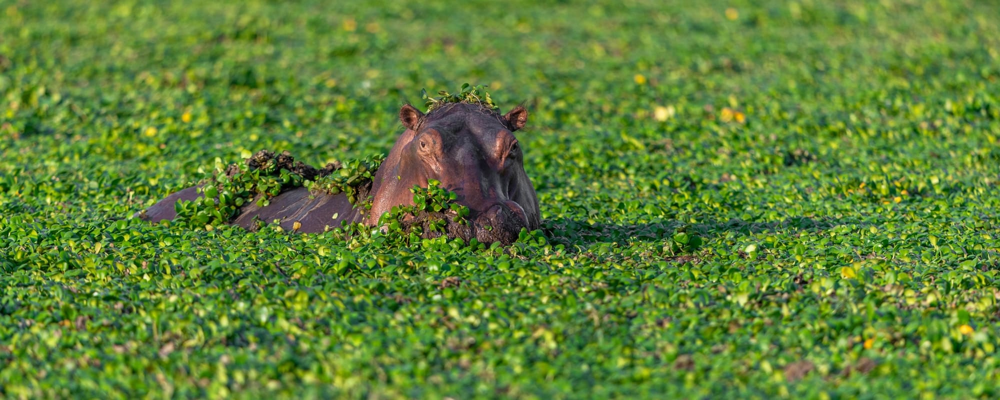Pangolin Photo Safaris Mana Pools Hwange