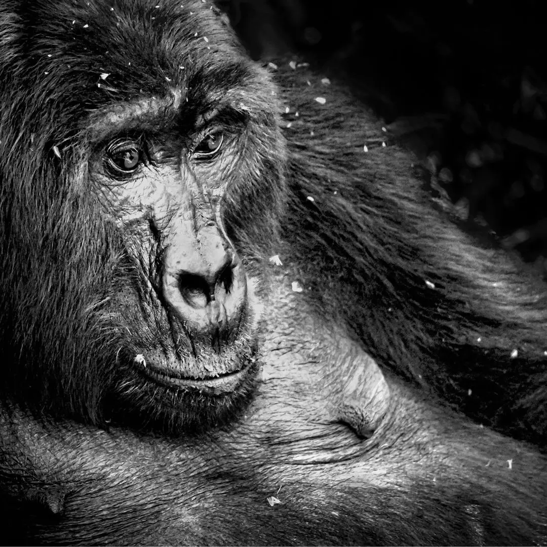 gorilla portrait Pangolin Photo Challenge 2024