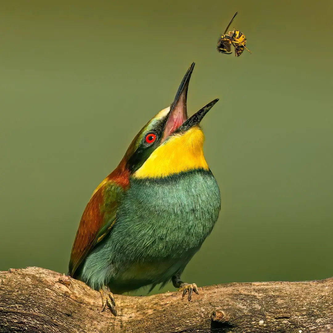 Bee Eater - Pangolin Photo Challenge