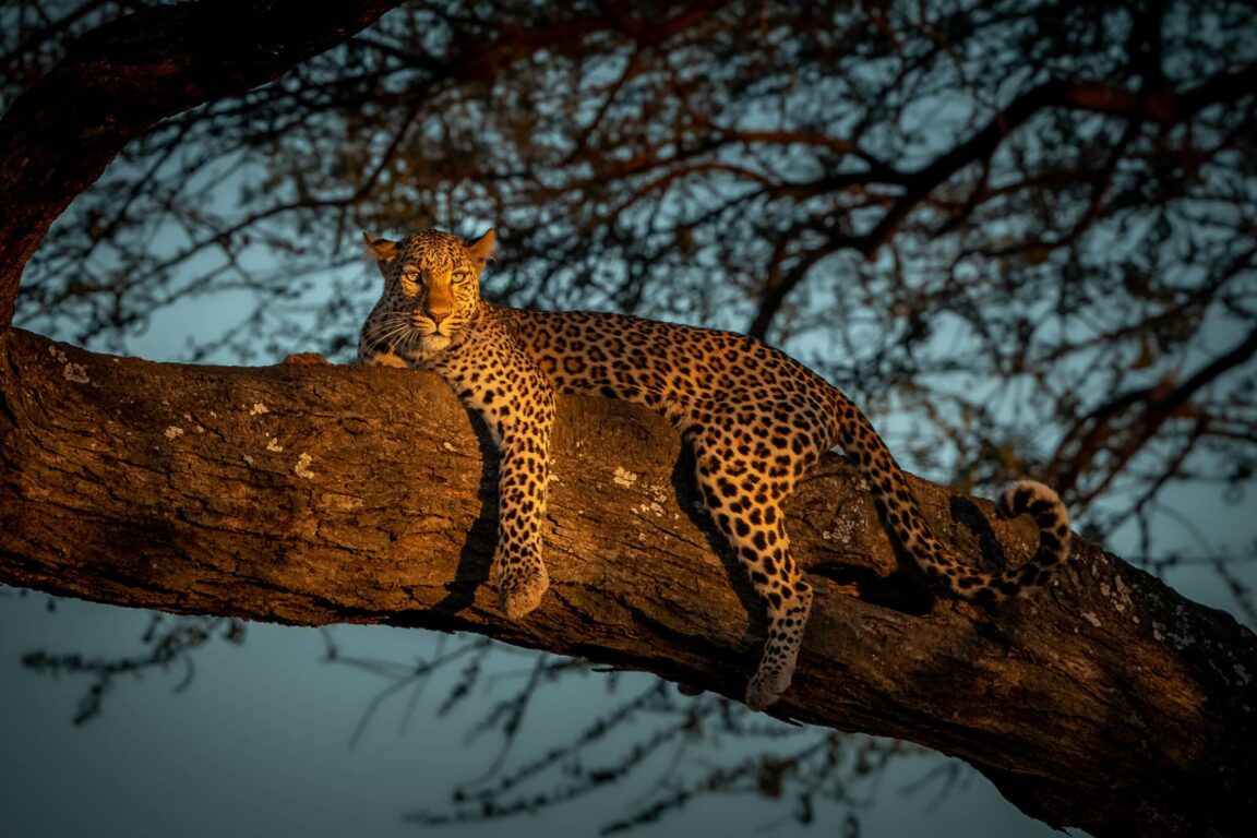 leopard at sunset in a tree leopard at sunset in a tree