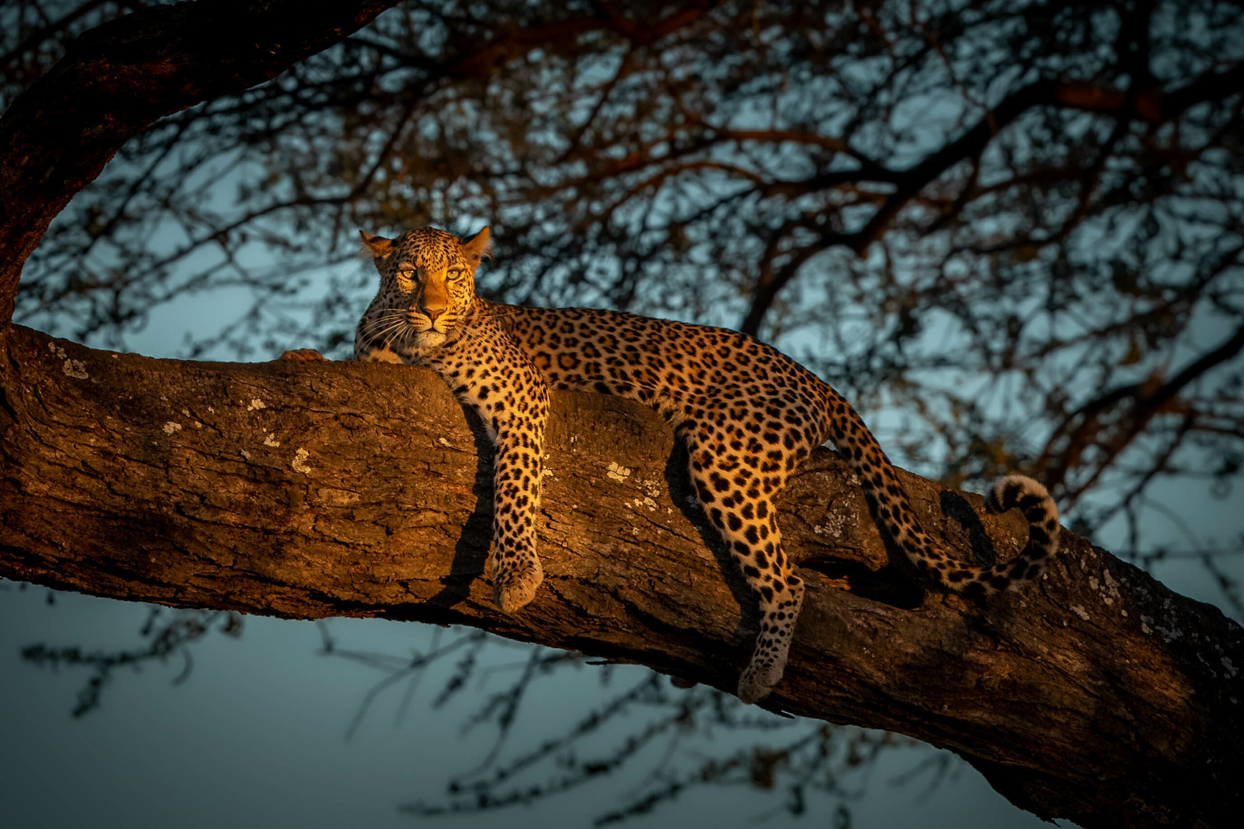 leopard at sunset in a tree