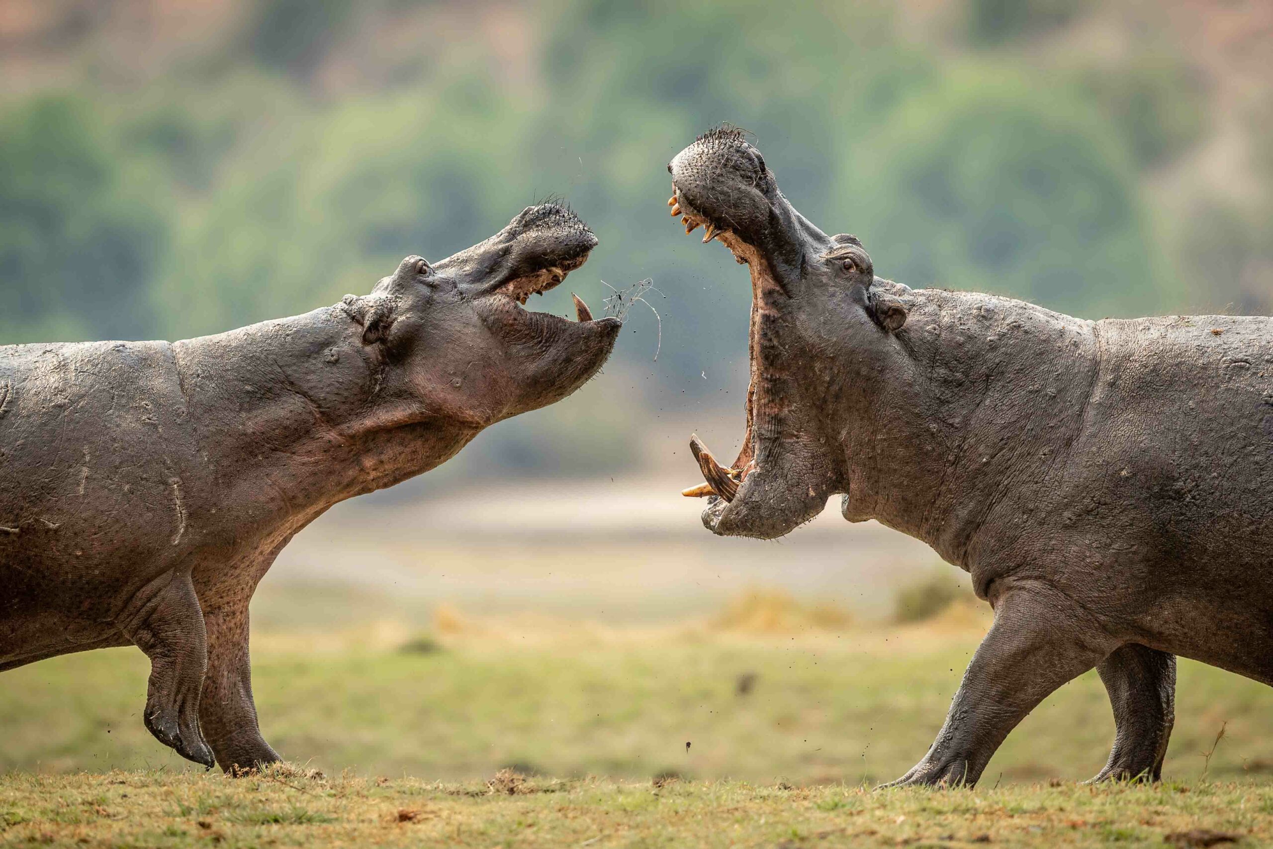 hippos fighting