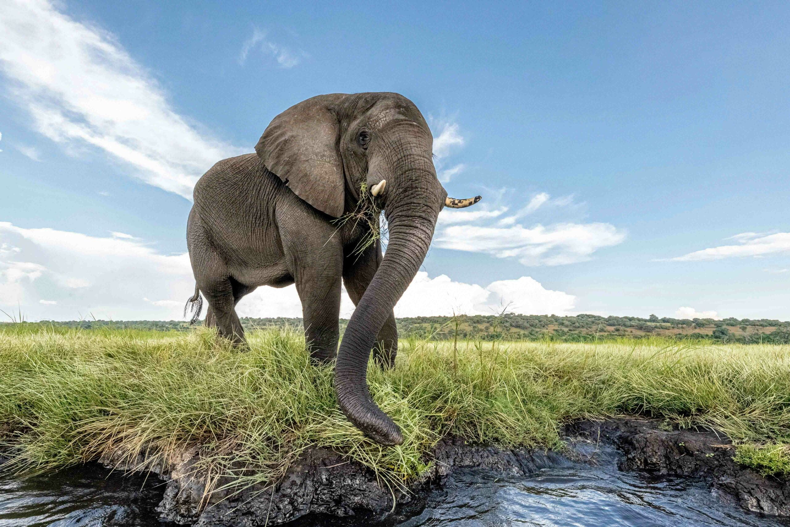 elephant feeding in the chobe