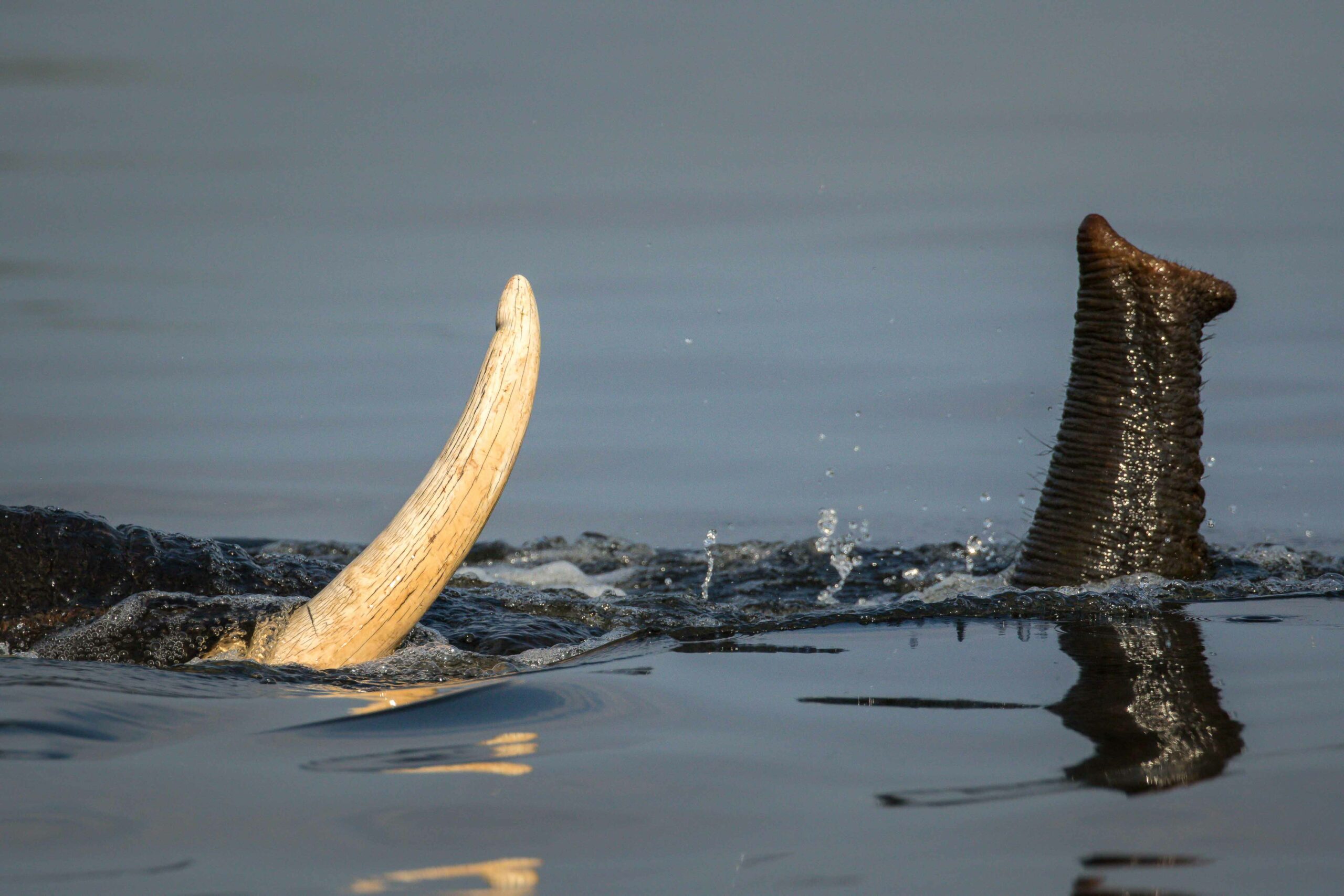 charl's tusk and trunk in the chobe river