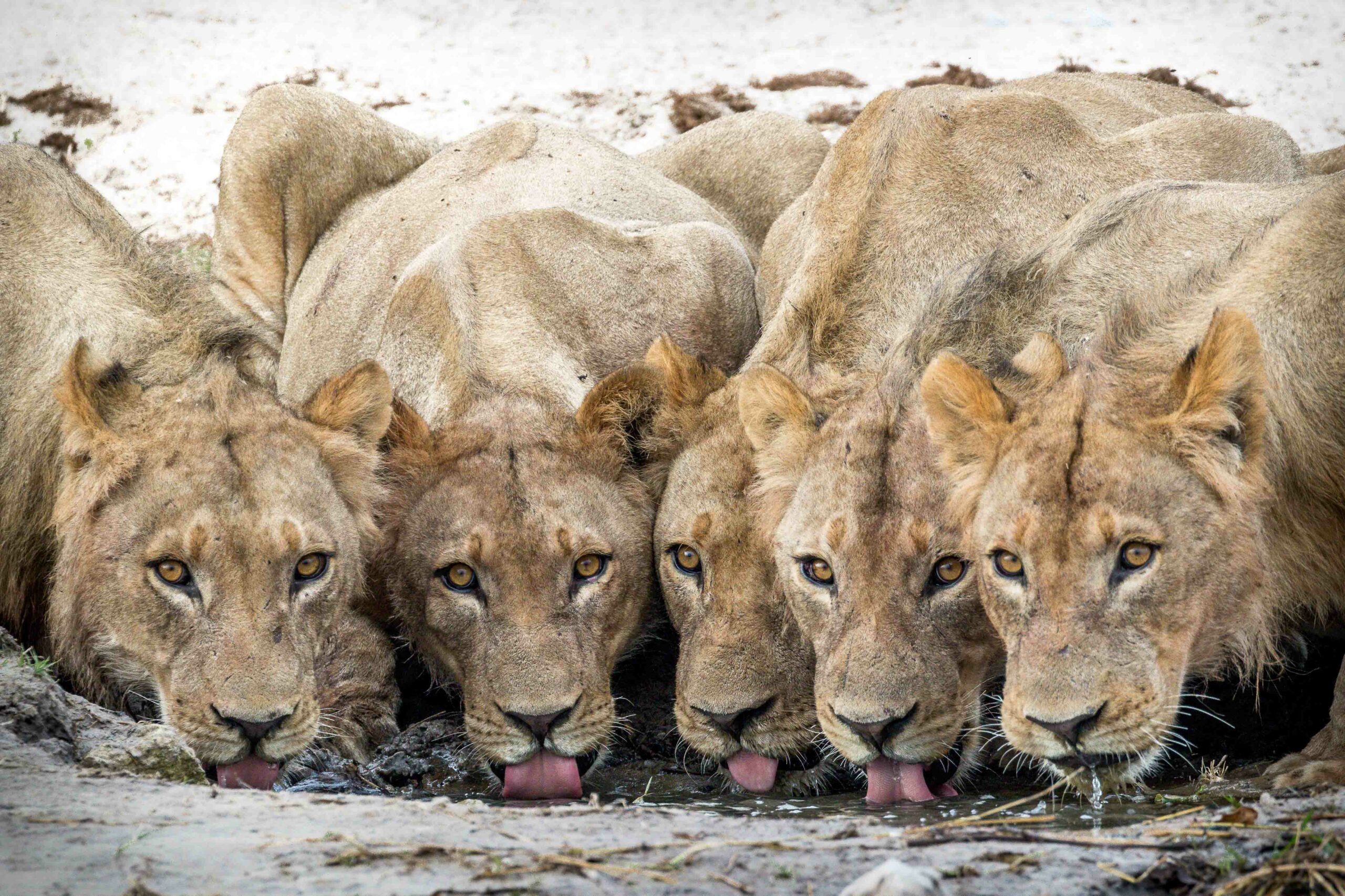 charl's pride of lions drinking from the chobe