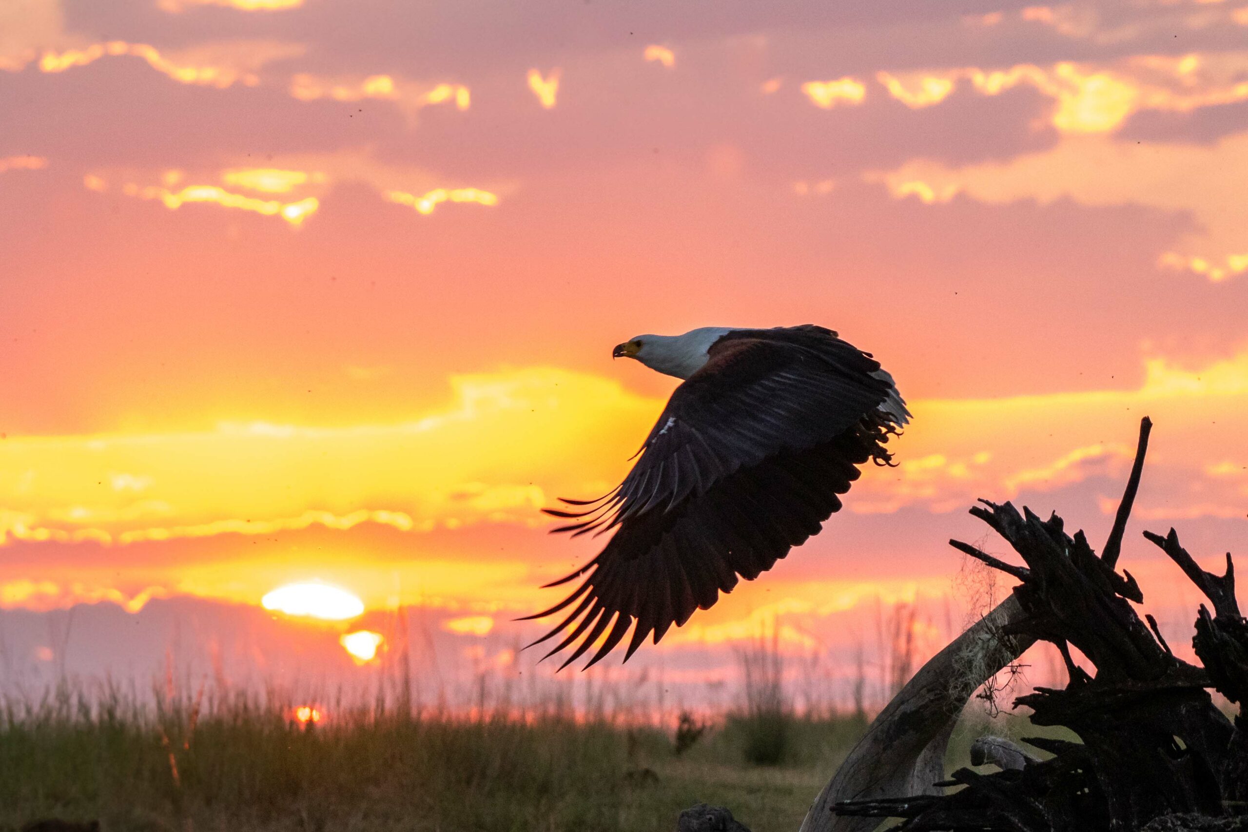 fish eagle take off at sunset.