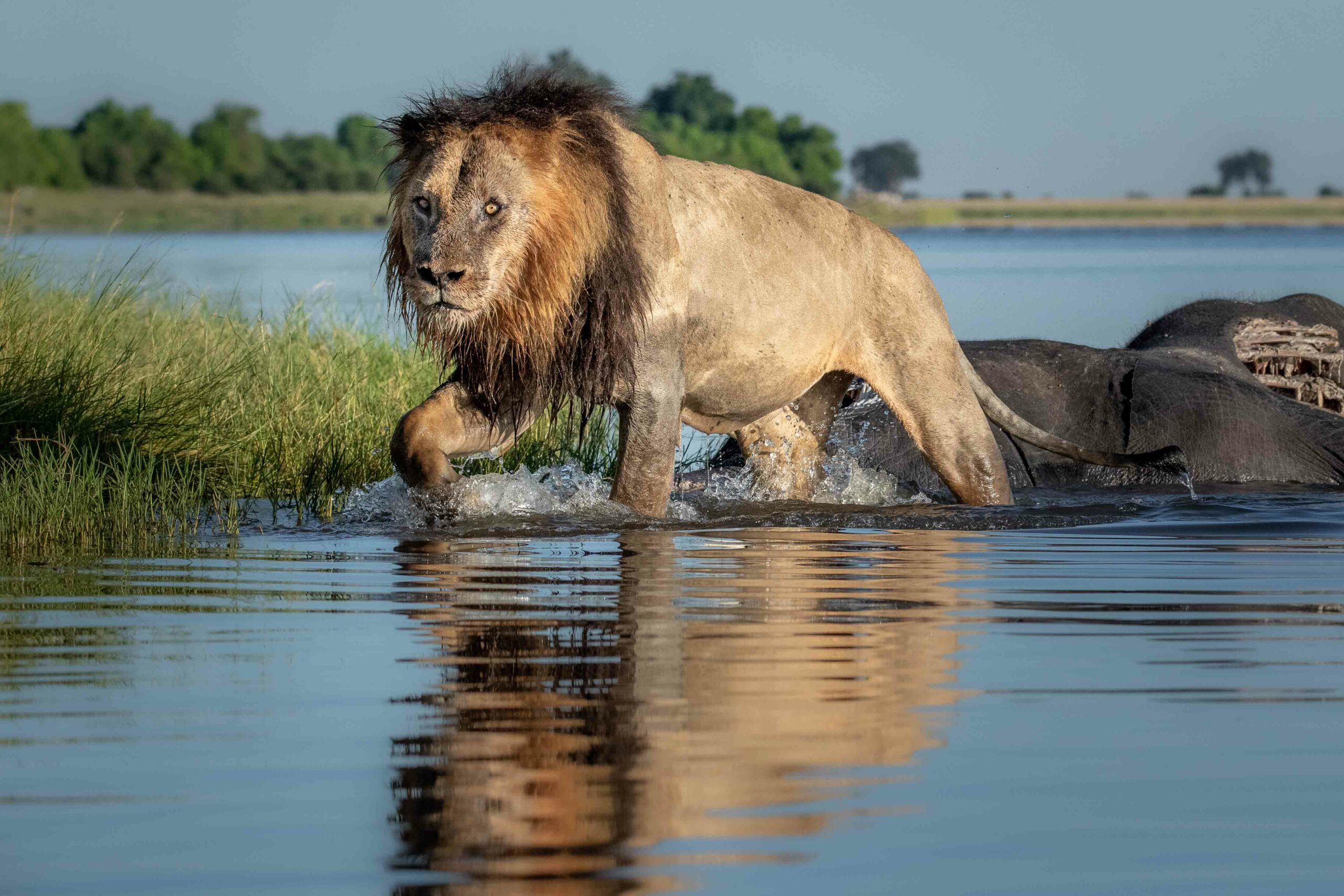 big male lion in the chobe river