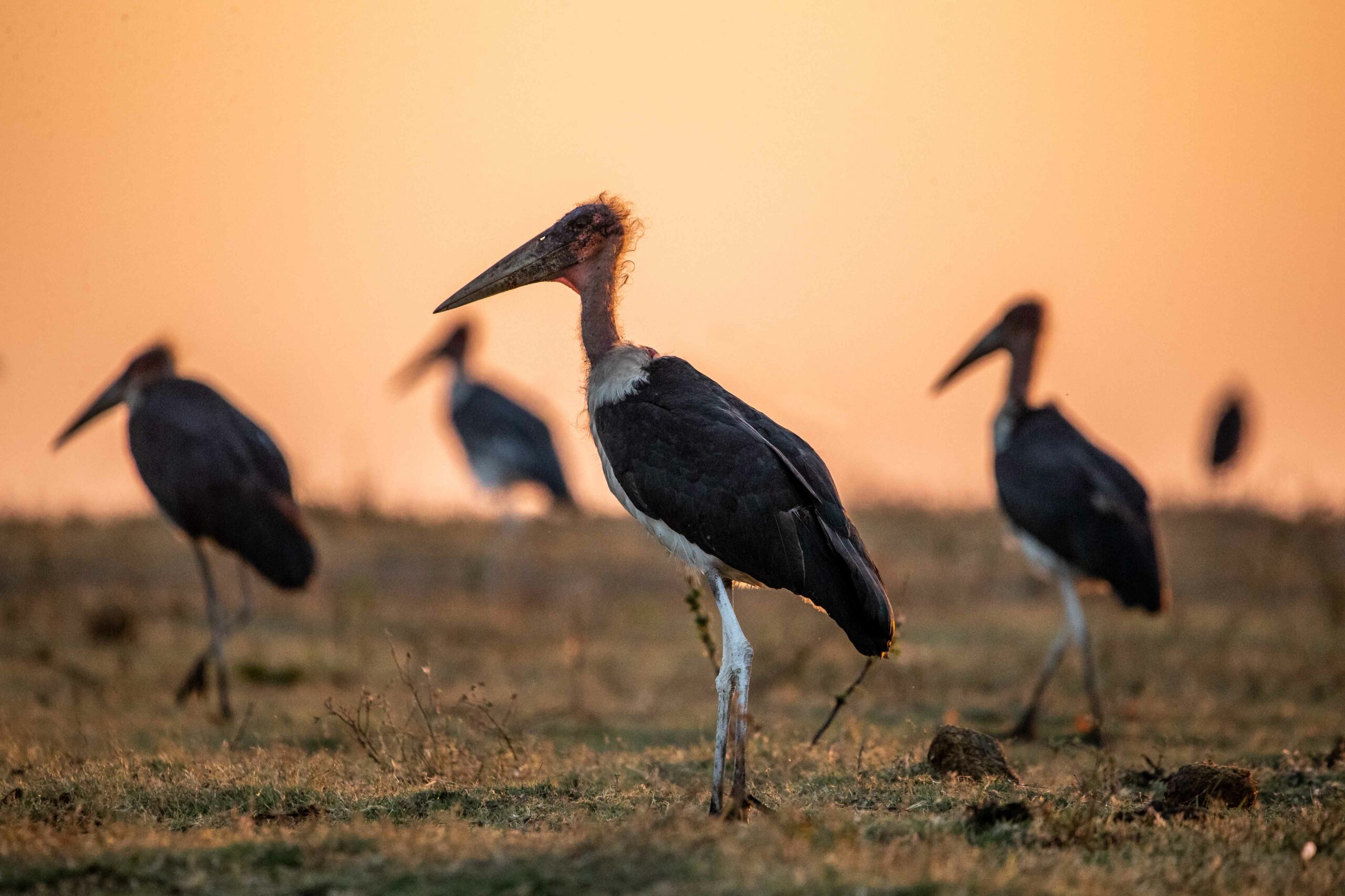 marabou storks on the banks of the chobe