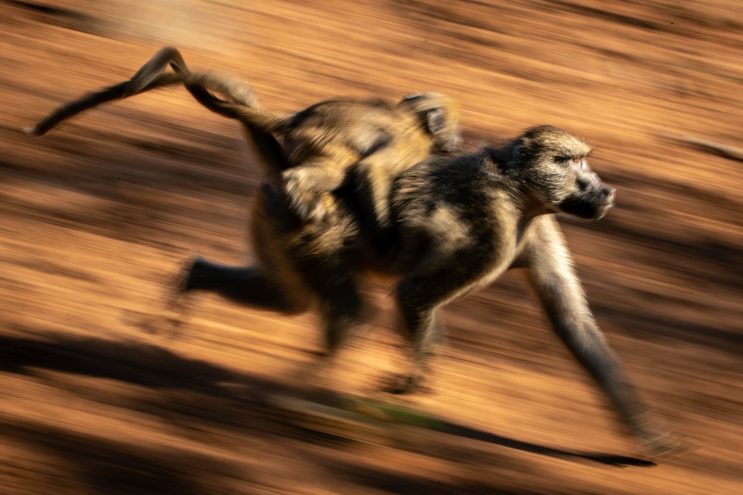 baboons running
