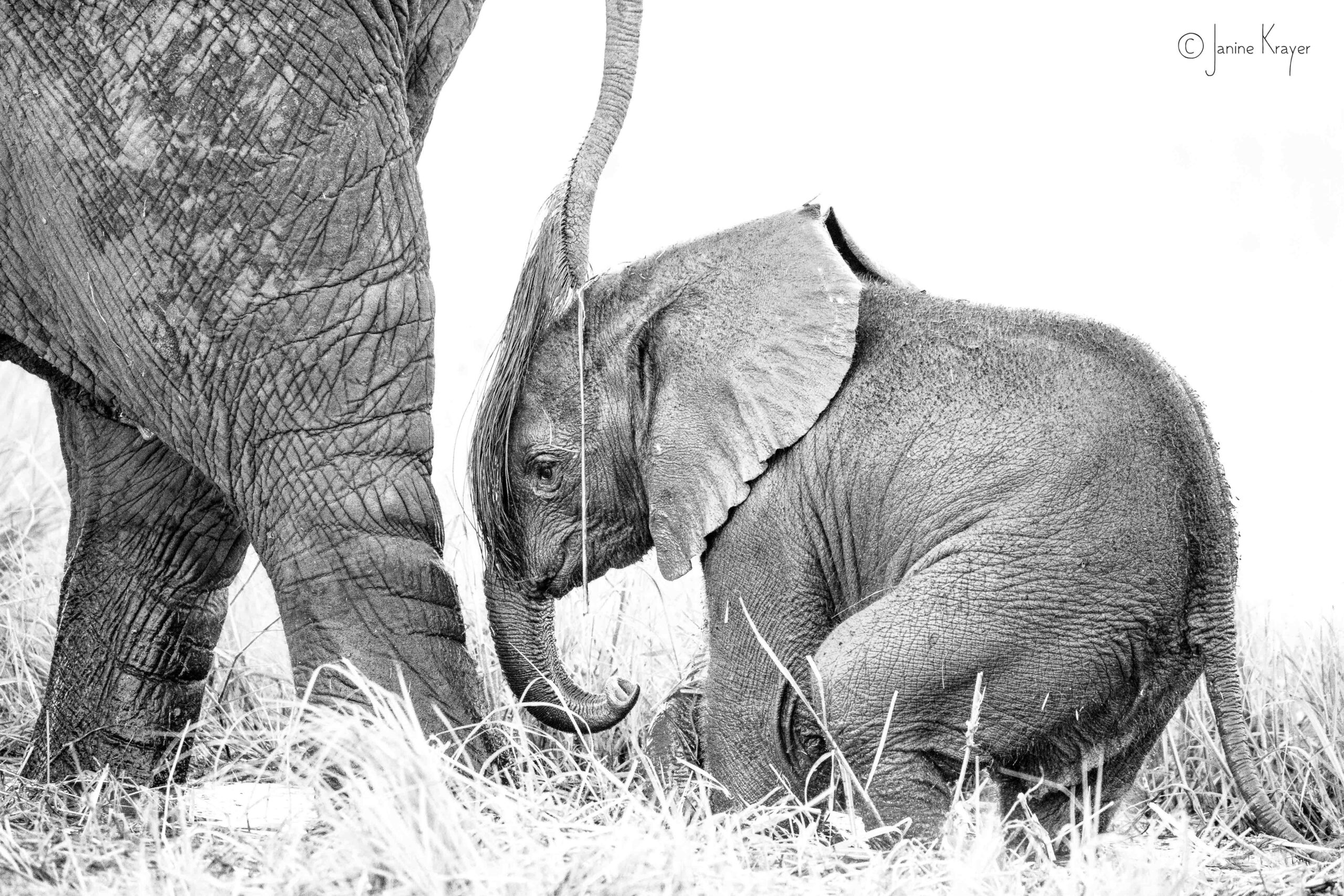 black and white chobe elephant