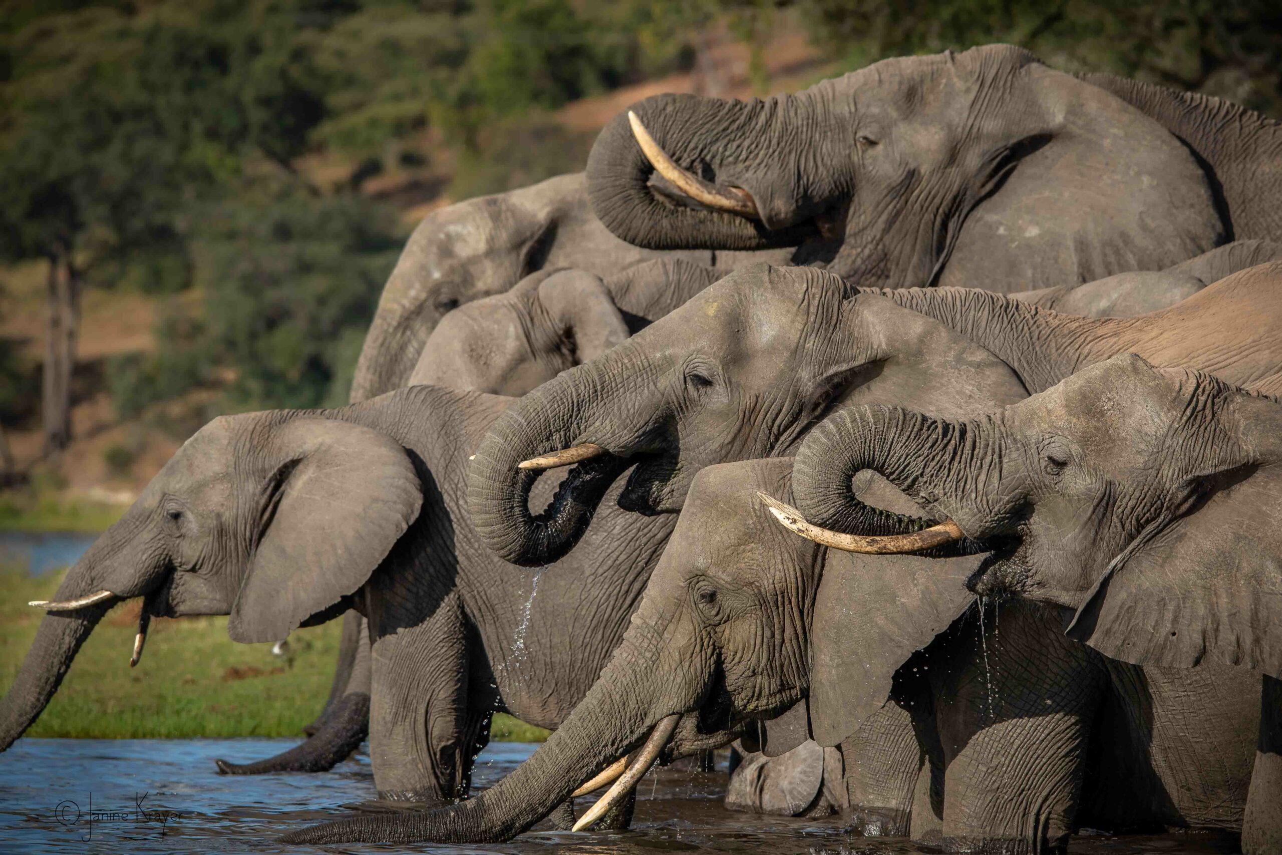 chobe elephants drinking from the chobe river