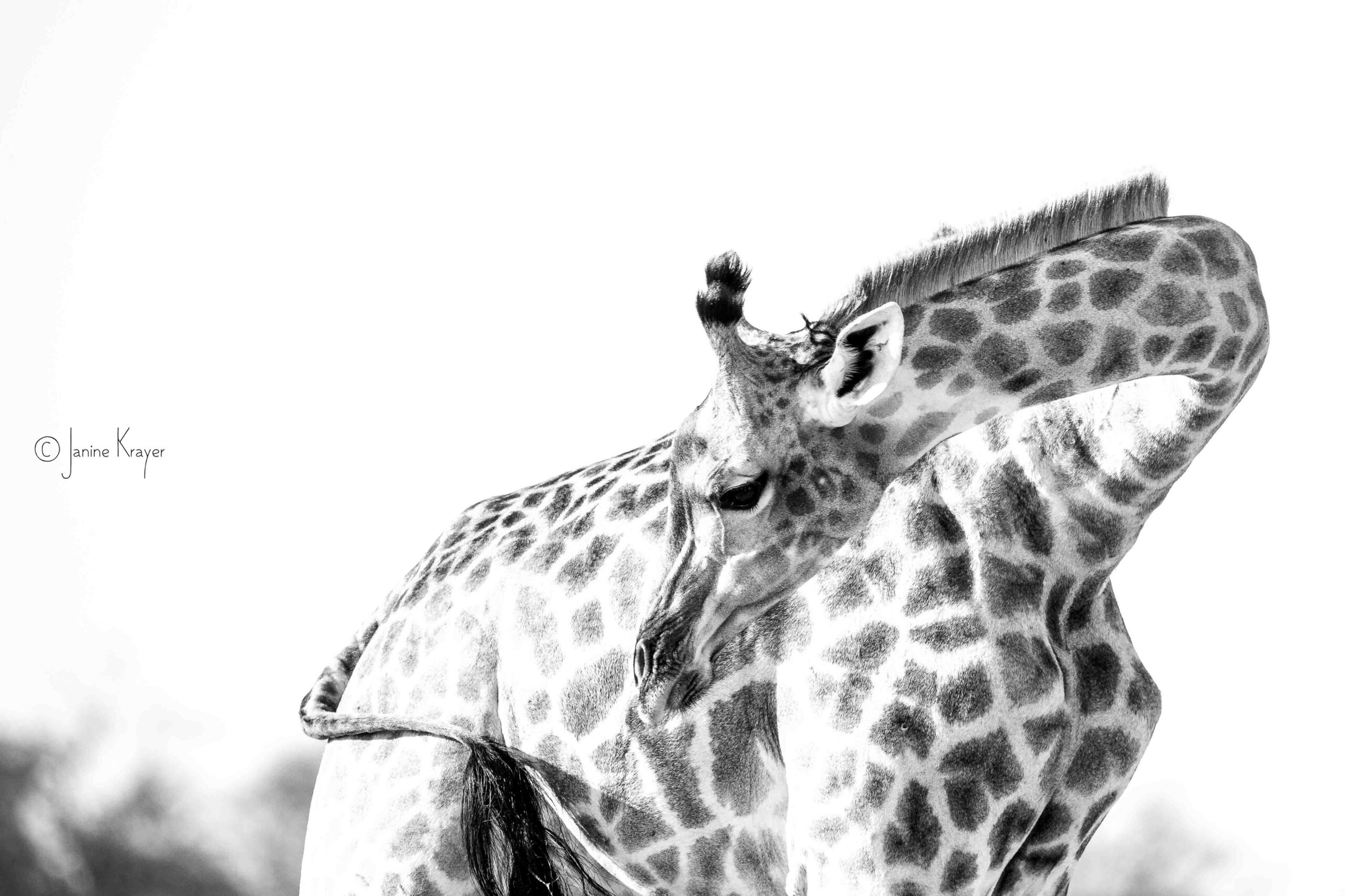 janine's giraffe looking behind in black and white