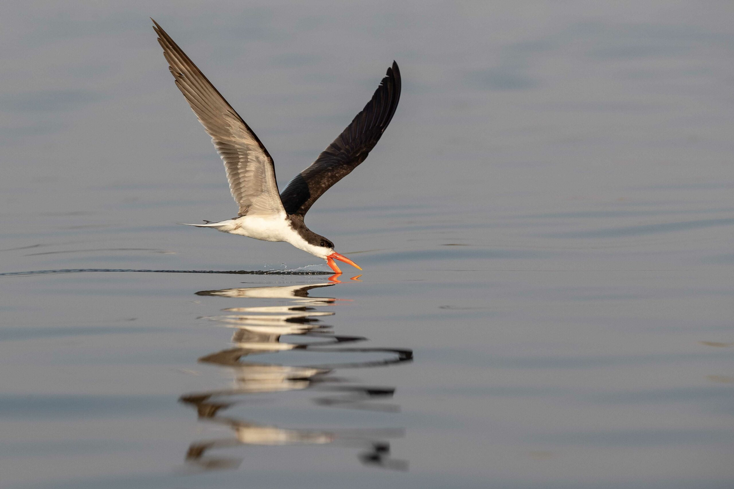 african skimmer fishing