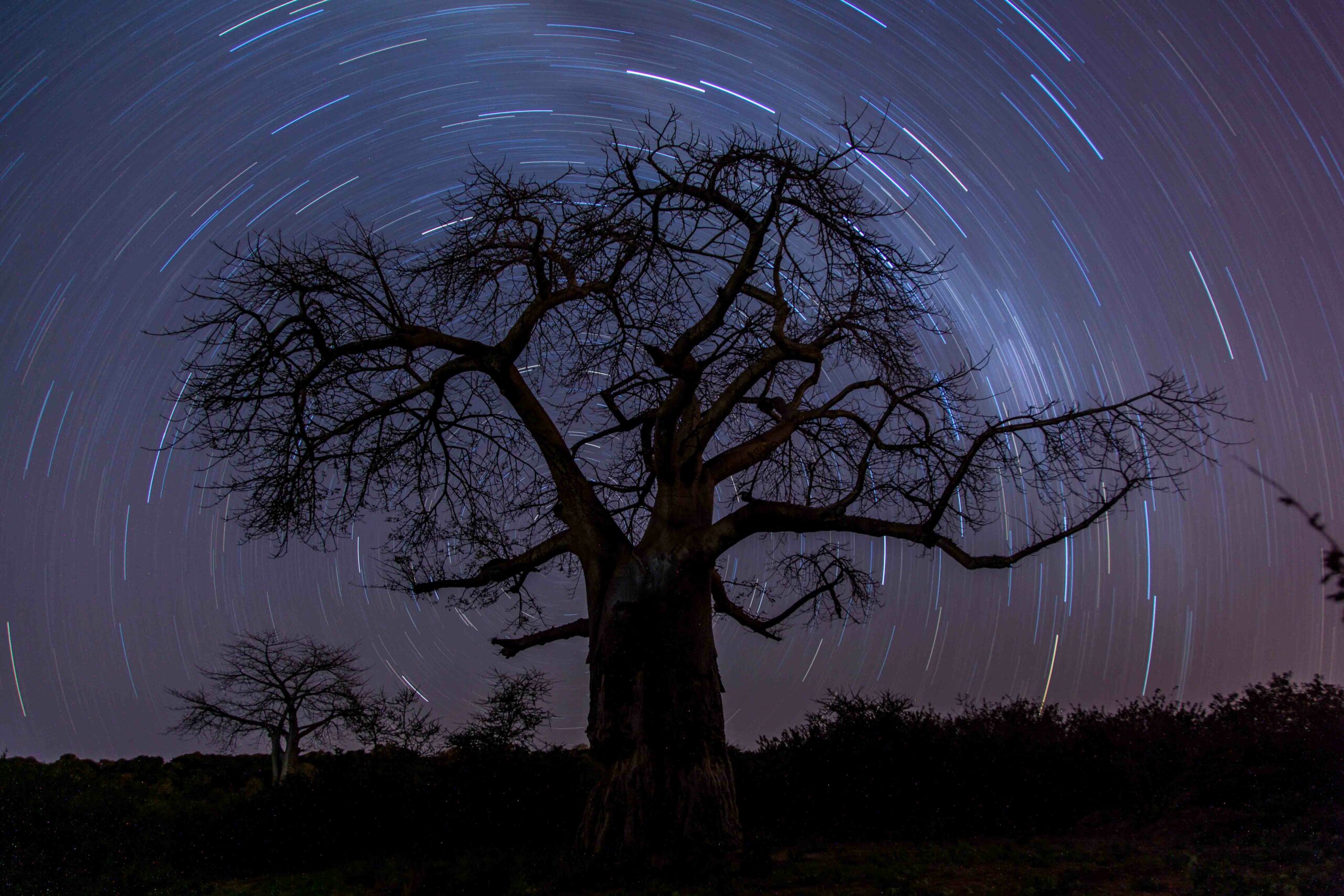 star trails at the chobe baobab
