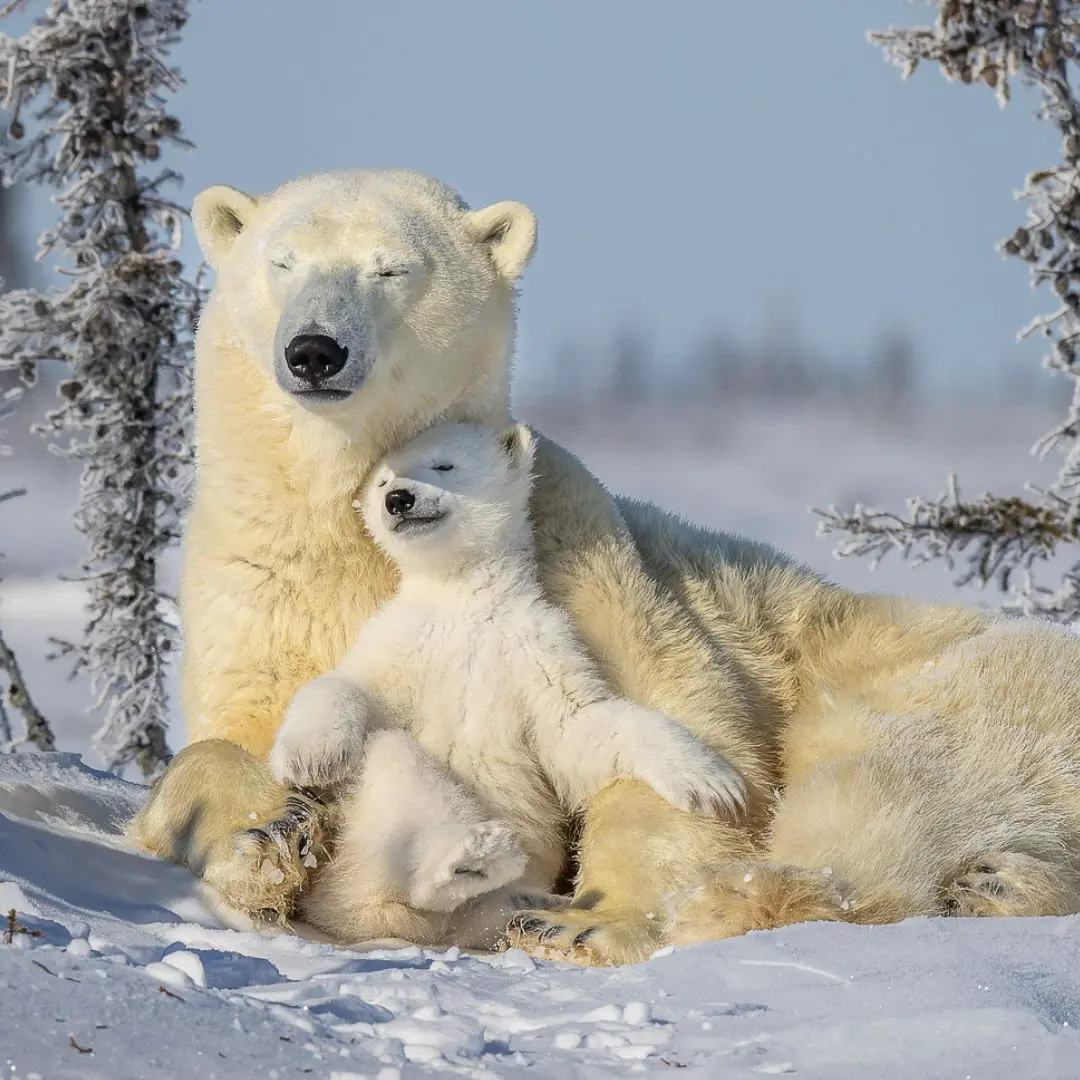 polar bear and cob Pangolin Photo Challenge 2024