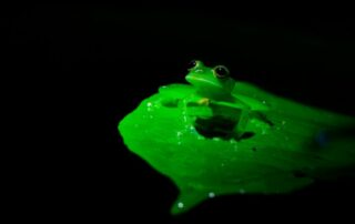 emerald glass frog pangolin photo challenge