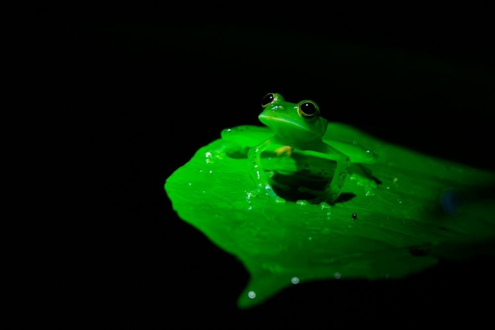 Emerald glass frog pangolin photo challenge