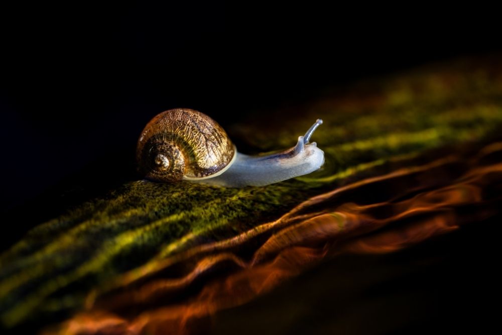 2023 Pangolin Photo Challenge finalist: A Snail’s World Unveiled