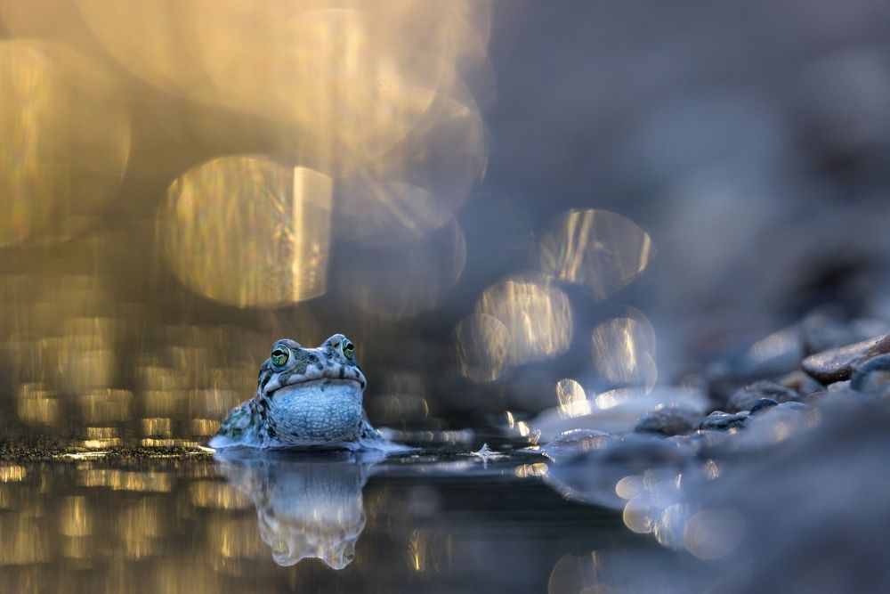 Pangolin Photo Challenge Winner Courting Green Toad by Diana Widmann