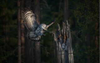 krzysztof baranowski tranquillity pangolin photo challenge