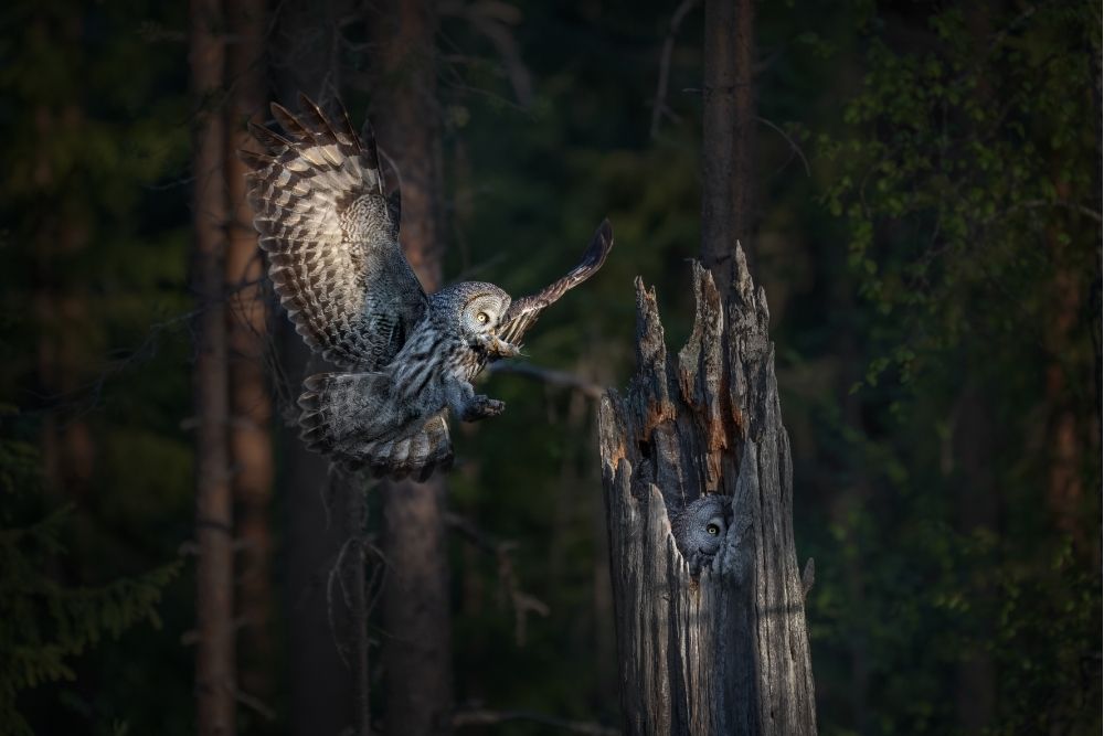 krzysztof baranowski tranquillity pangolin photo challenge