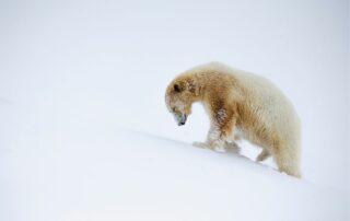 pierre rossouw uphill battle pangolin photo challenge