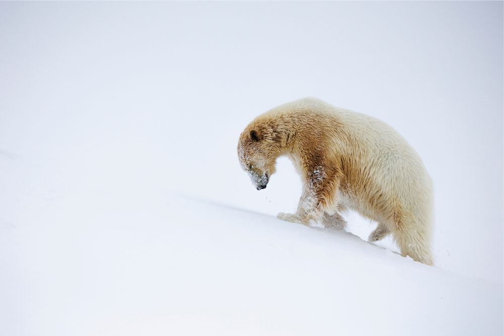 pierre rossouw uphill battle pangolin photo challenge