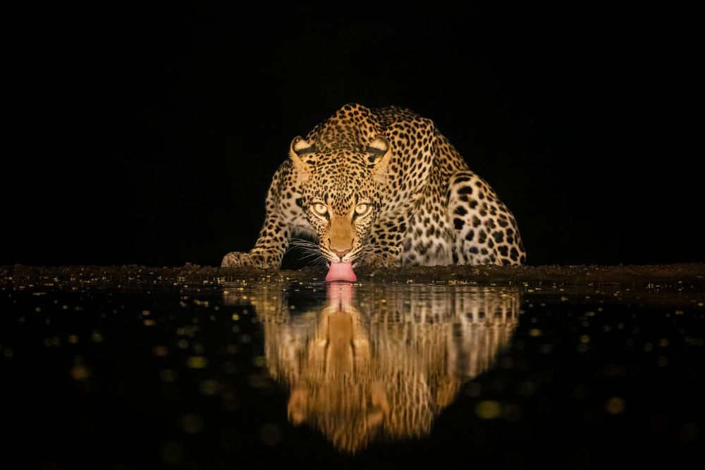 yang jiao leopard drinking at night pangolin photo challenge