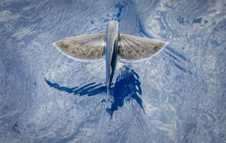 like a fish out of water