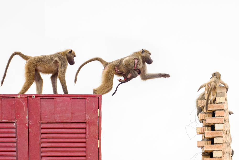 baboon jenga by owen cochrane pangolin photo challenge