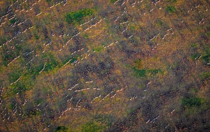 birds eye tapestry of serengeti s natural wonder by helena conradie pangolin photo challenge