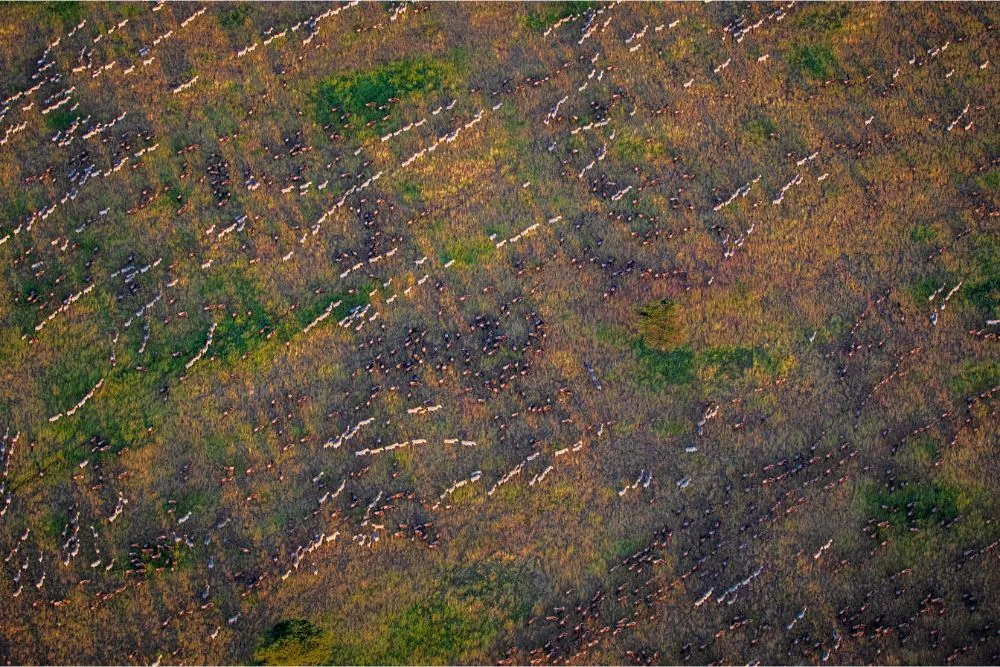 bird's eye tapestry of serengeti's natural wonder by helena conradie pangolin photo challenge