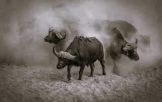 buffalo dust by gail odendaal pangolin photo challenge