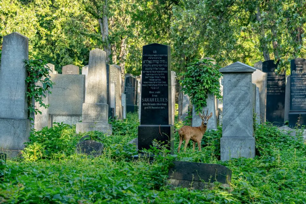 cemetery visitor by michael berwanger pangolin photo challenge