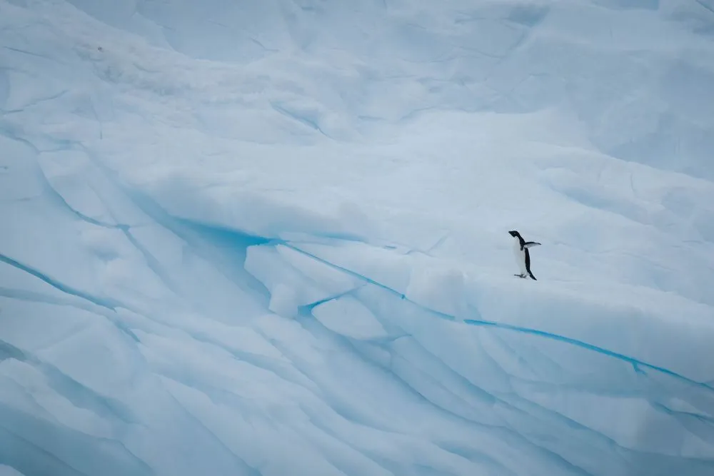 cold and lonely by andy luk pangolin photo challenge