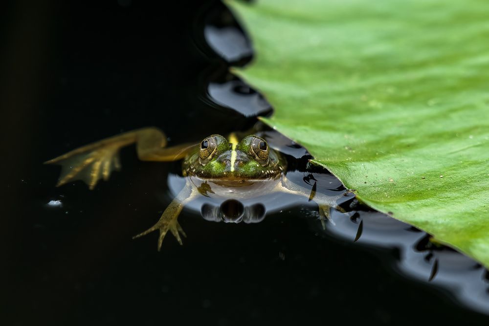 green pond frog by asif hossain photo challenge