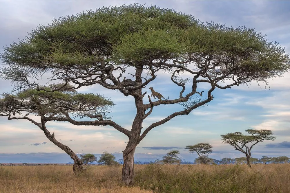 leapin leopard in the landscape by marc mol pangolin photo challenge